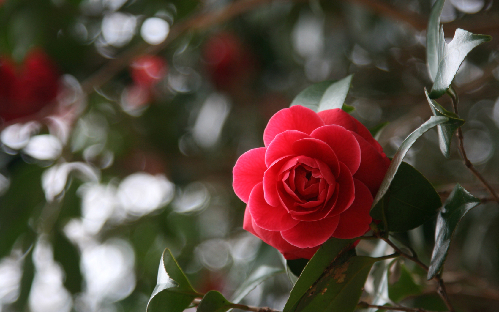 Цветы Розы красная, листья, роза, цветок картинка, обои рабочий стол