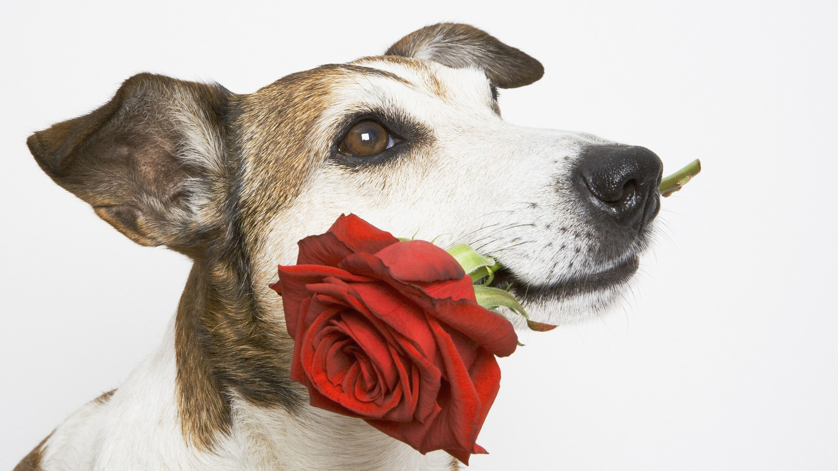 Цветы Розы собака, роза картинка, обои рабочий стол
