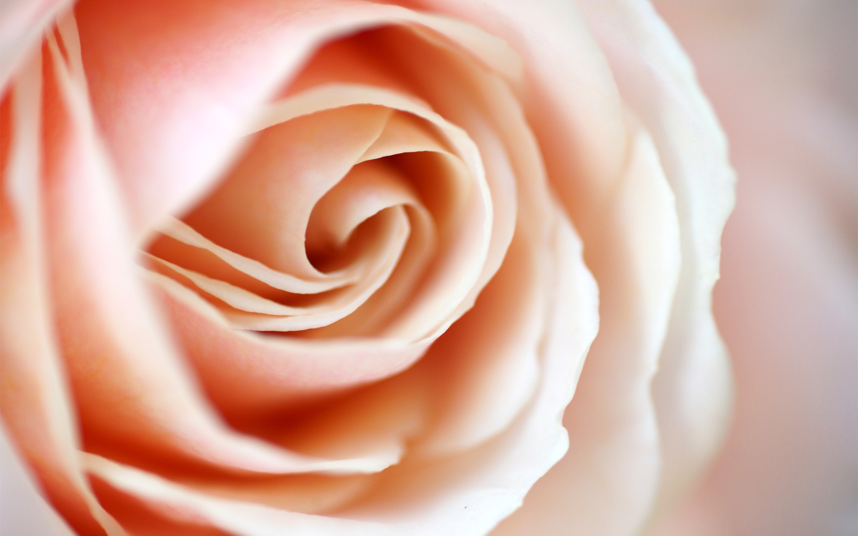 Цветы Розы цветок, роза, нежная, кремовая картинка, обои рабочий стол