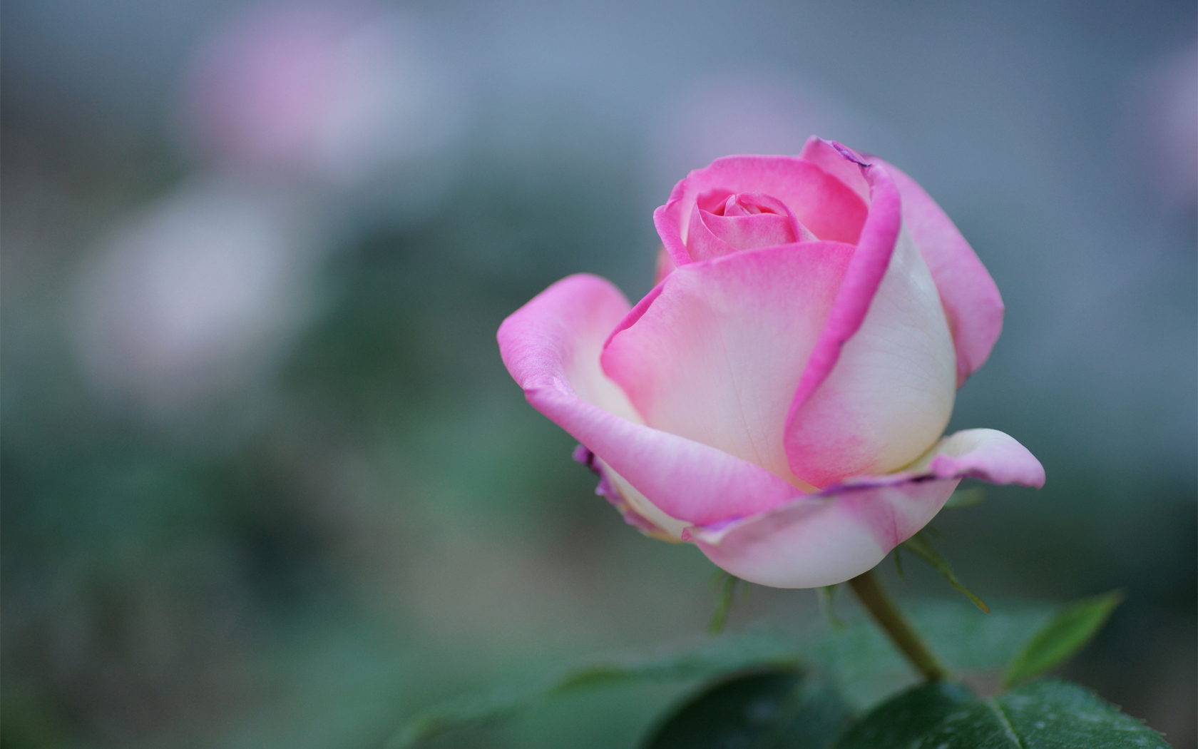 Цветы Розы роза, розовая, природа, фокус, цветок картинка, обои рабочий стол