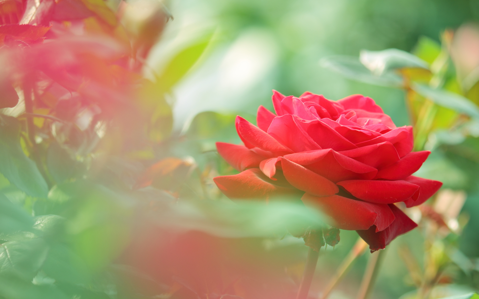 Цветы Розы розы, красные, лепестки, бутоны, листья, цветы картинка, обои рабочий стол
