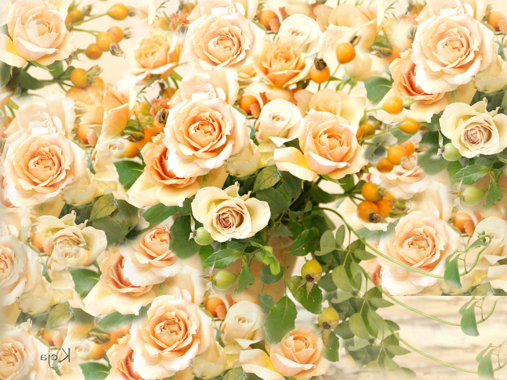 Цветы Розы Rose, wallpaper 0172 картинка, обои рабочий стол