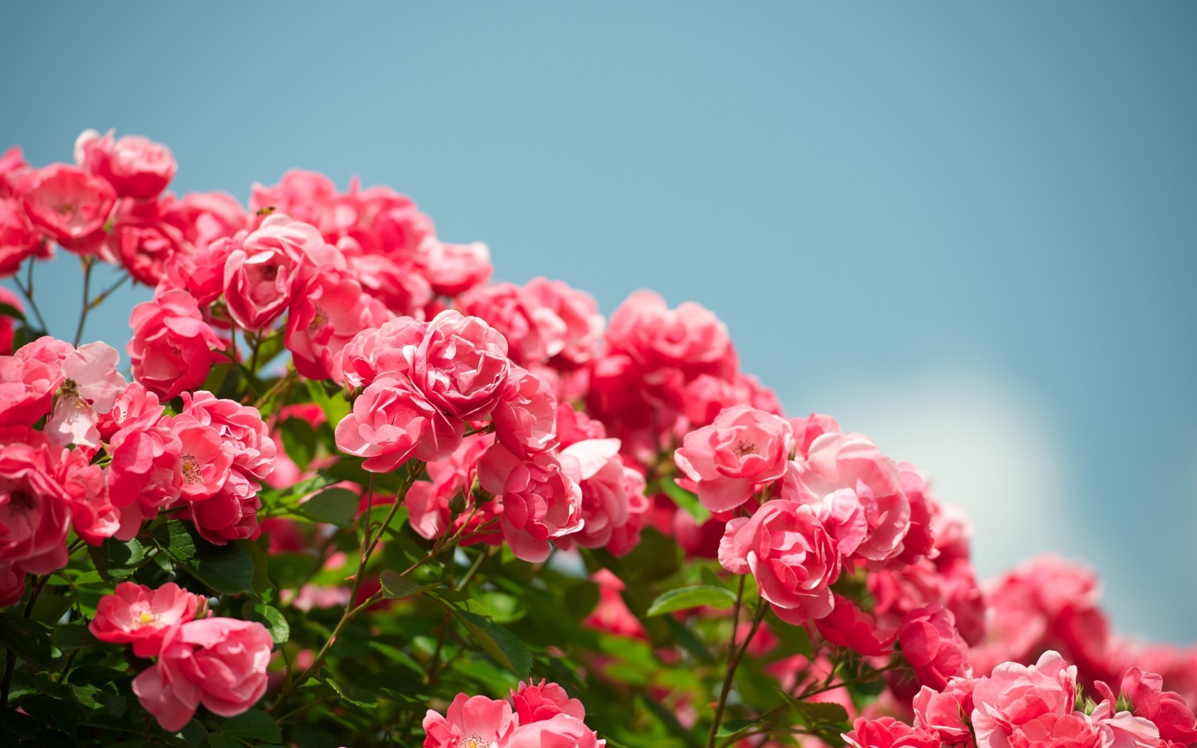 Цветы Розы розы, кустарник, цветы картинка, обои рабочий стол