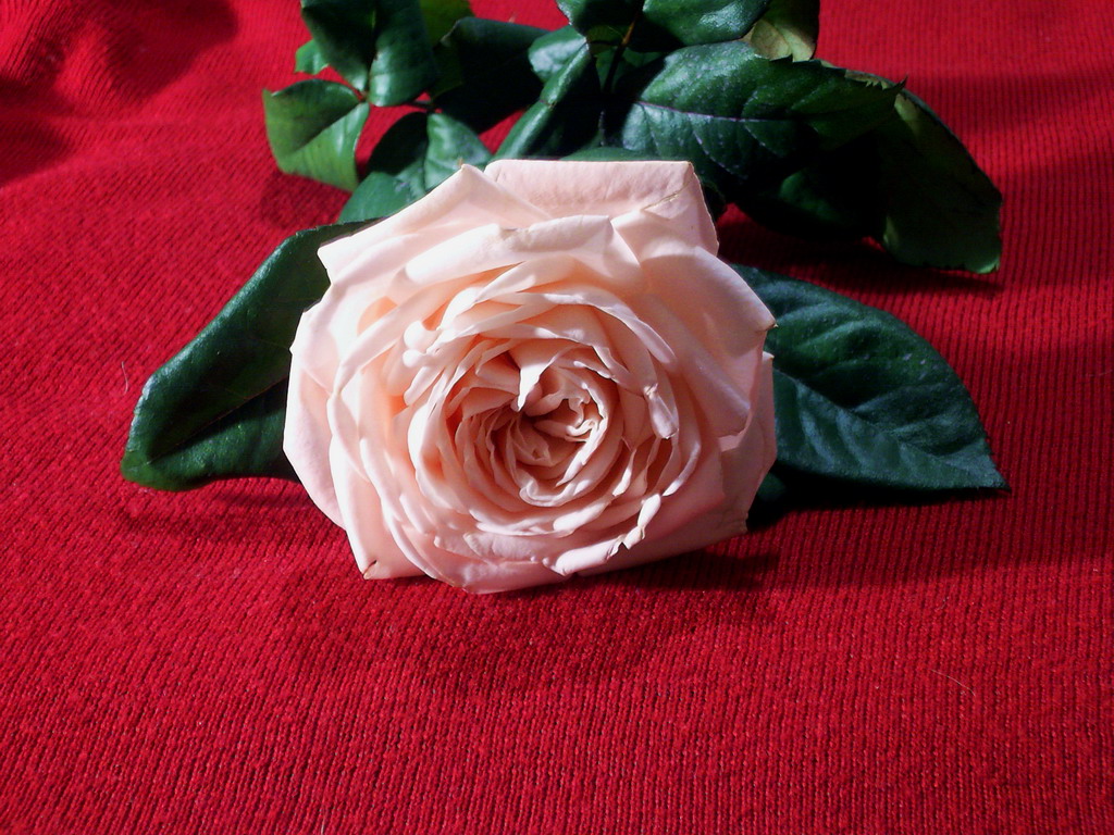 Цветы Розы Rose, wallpaper 0148 картинка, обои рабочий стол