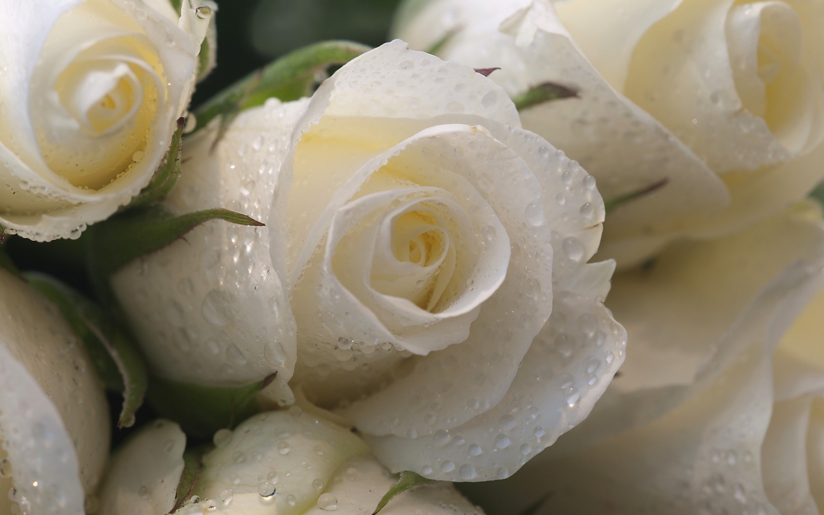 Цветы Розы розы, белые, капли, макро, цветы картинка, обои рабочий стол