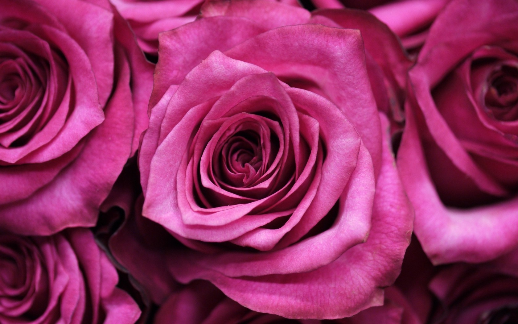 Цветы Розы розы, цветы, макро картинка, обои рабочий стол