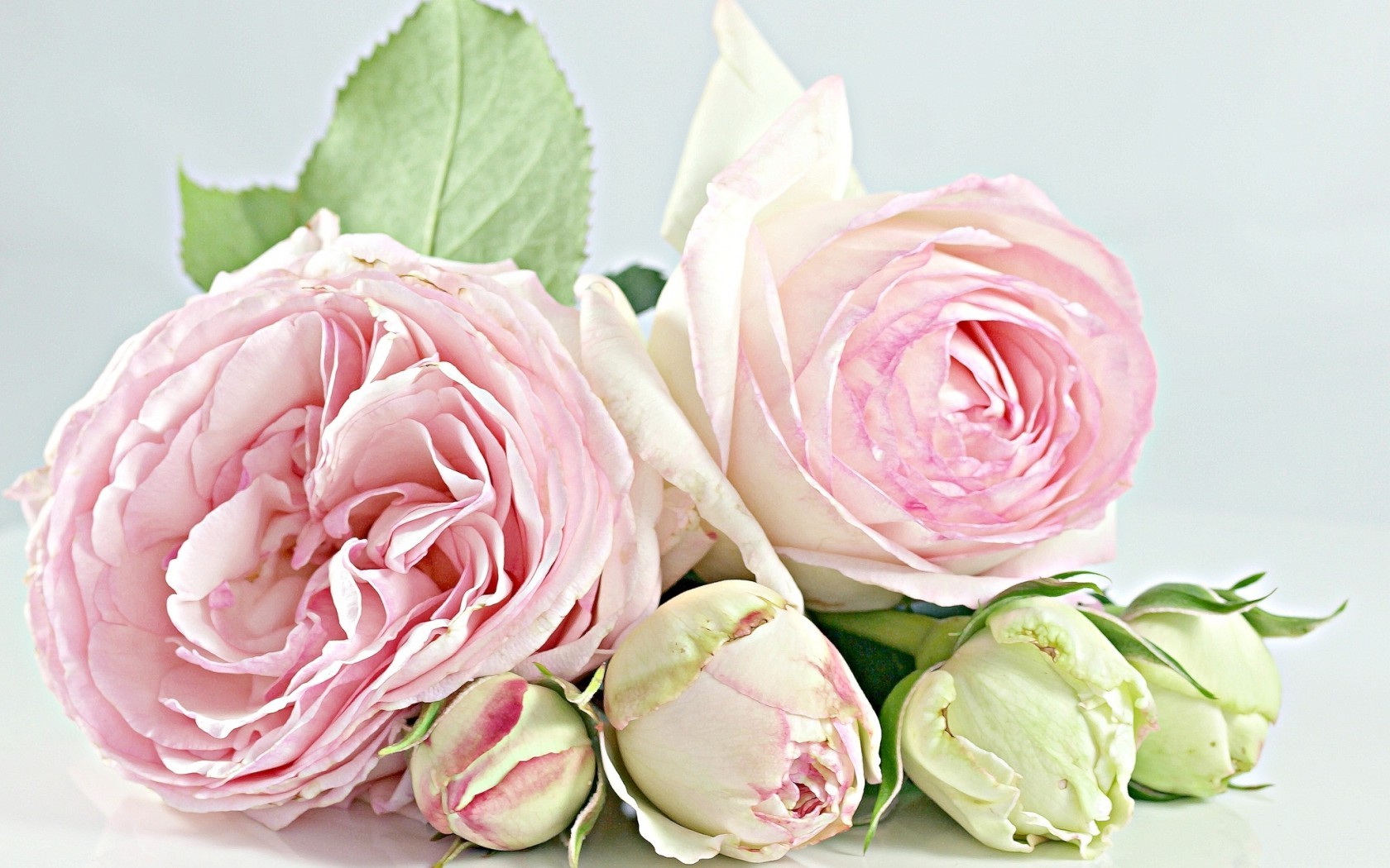 Цветы Розы розы, бутоны, нежность картинка, обои рабочий стол