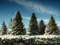 Девушка Зима снег, ели, елки, деревья, лес, небо обои рабочий стол