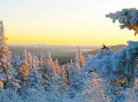 Девушка Зима снег, деревья, лес обои рабочий стол