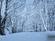 Девушка Зима снег, лес, деревья, пейзаж обои рабочий стол
