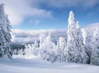 Девушка Зима пейзаж,  дерево, ёлка, лес, красота, обои рабочий стол