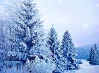 Девушка Зима снег, деревья, мороз, ели, ёлки обои рабочий стол