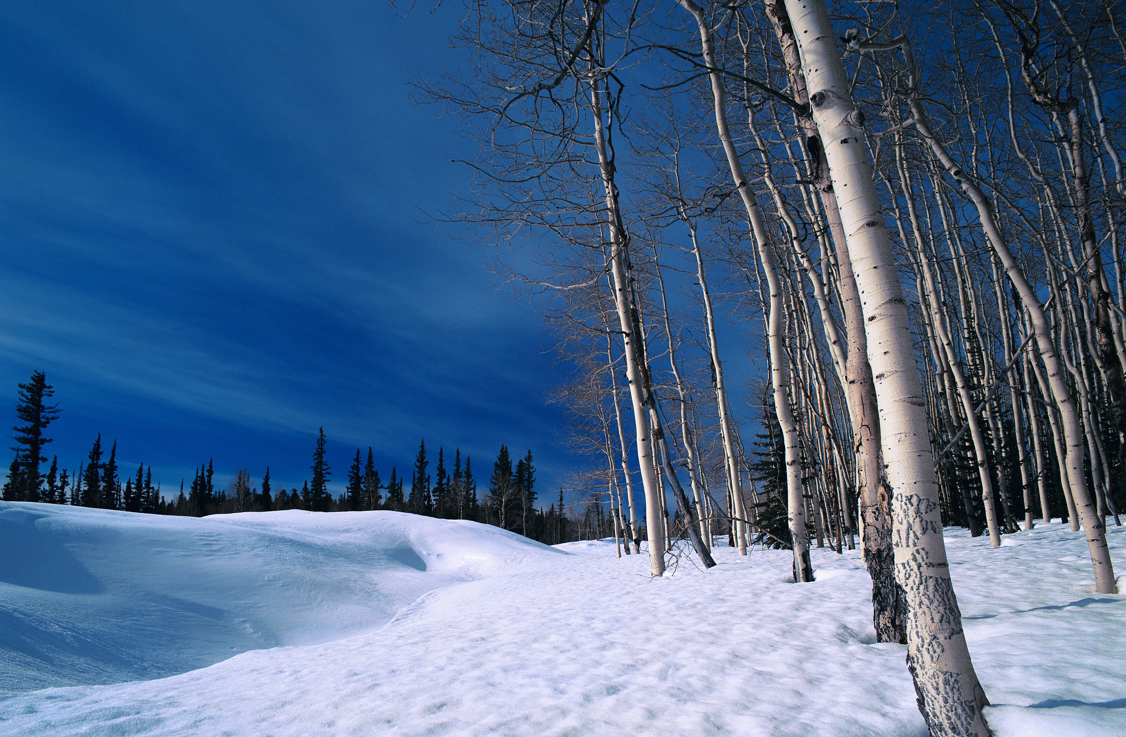 Природа, пейзаж Зима дерево, берёза, лес, красота, снег красивые обои рабочий стол