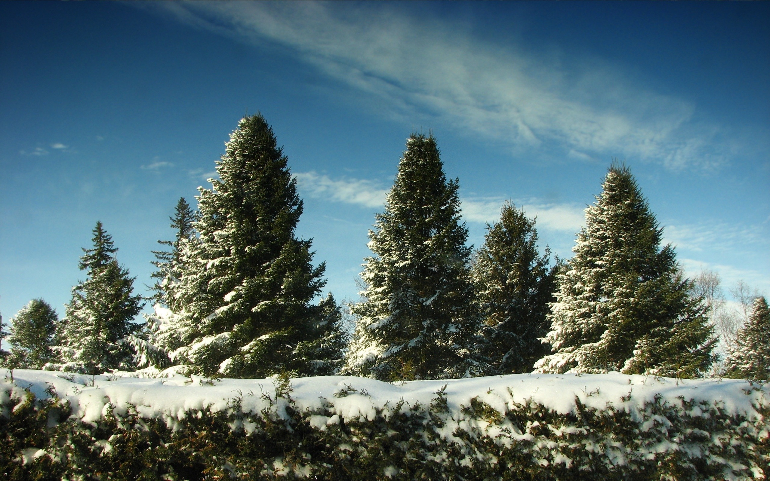 Природа, пейзаж Зима снег, ели, елки, деревья, лес, небо красивые обои рабочий стол