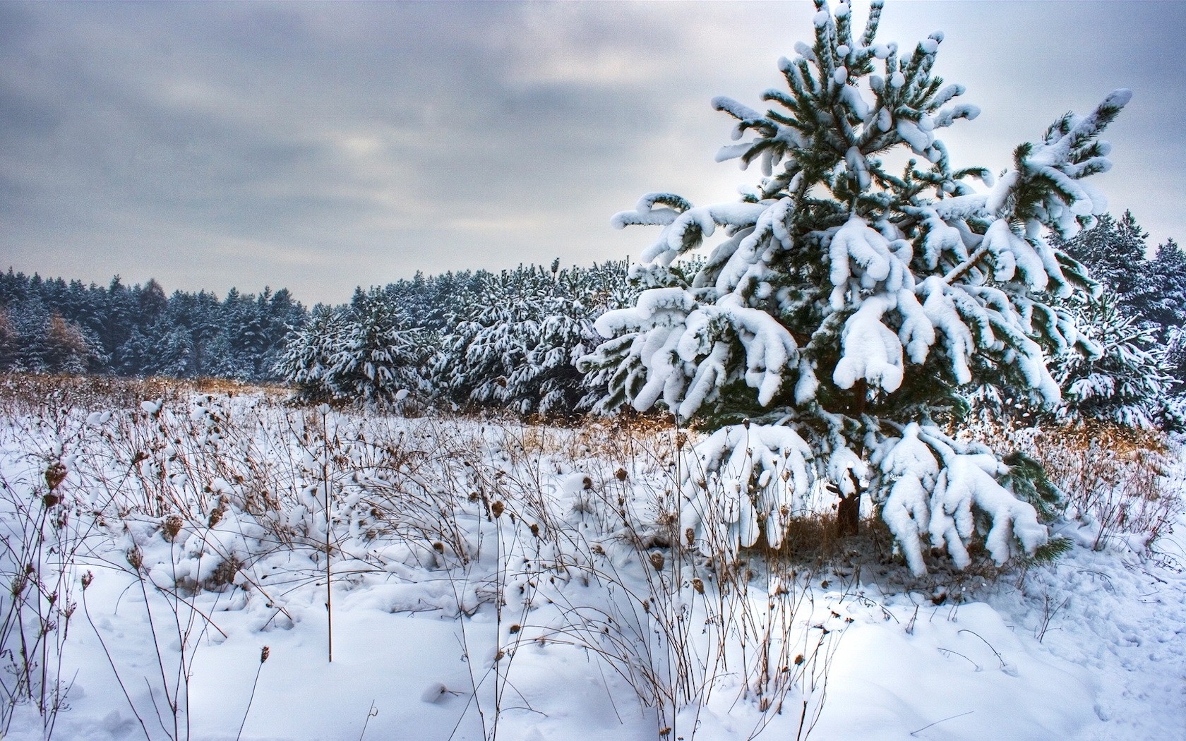 Природа, пейзаж Зима снег, елка, деревья красивые обои рабочий стол