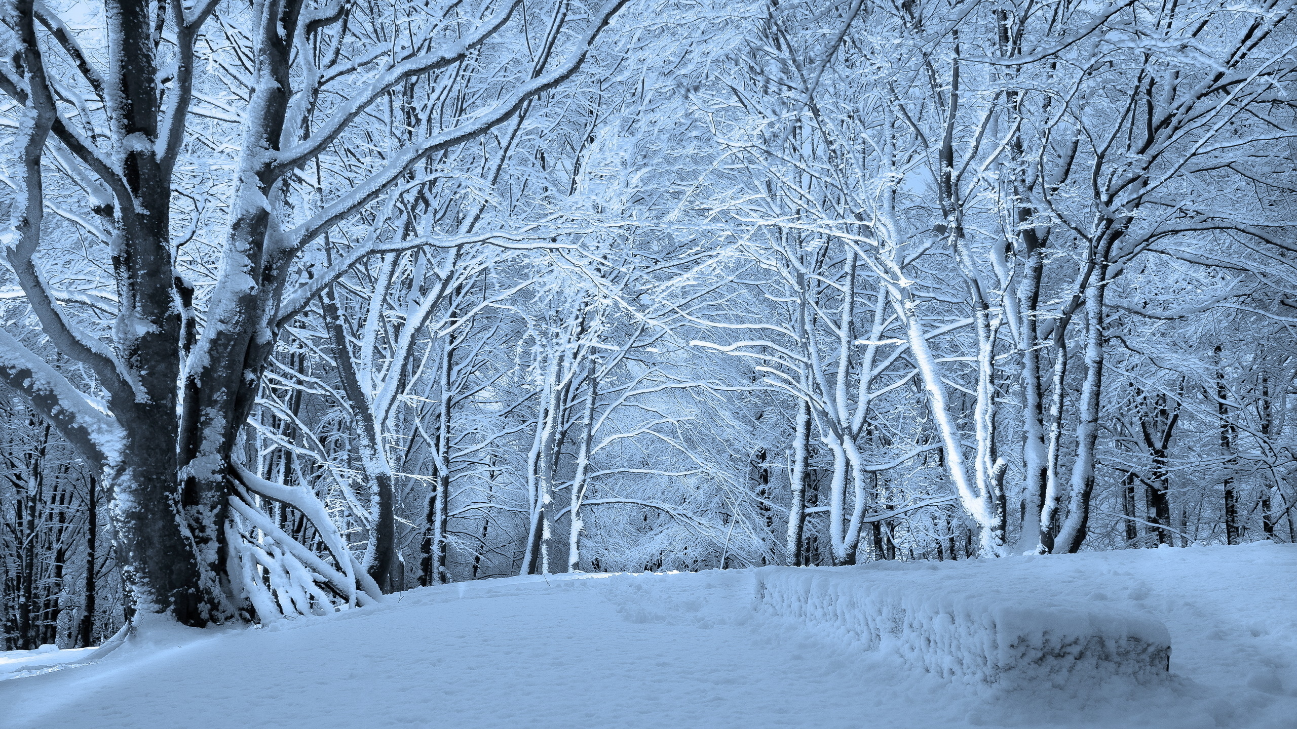 Природа, пейзаж Зима снег, лес, деревья, пейзаж красивые обои рабочий стол