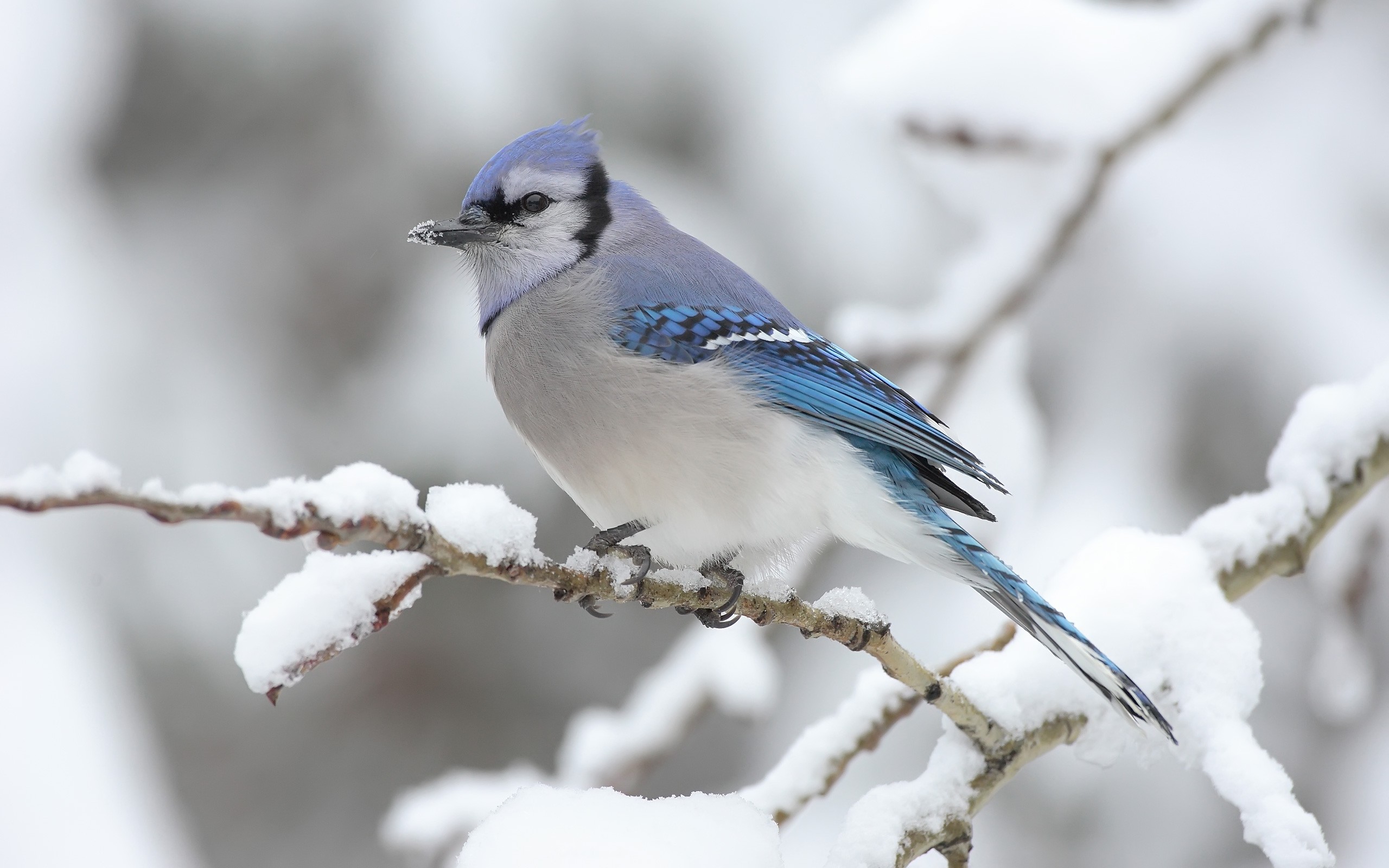 Природа, пейзаж Зима ветка, снег, птица красивые обои рабочий стол