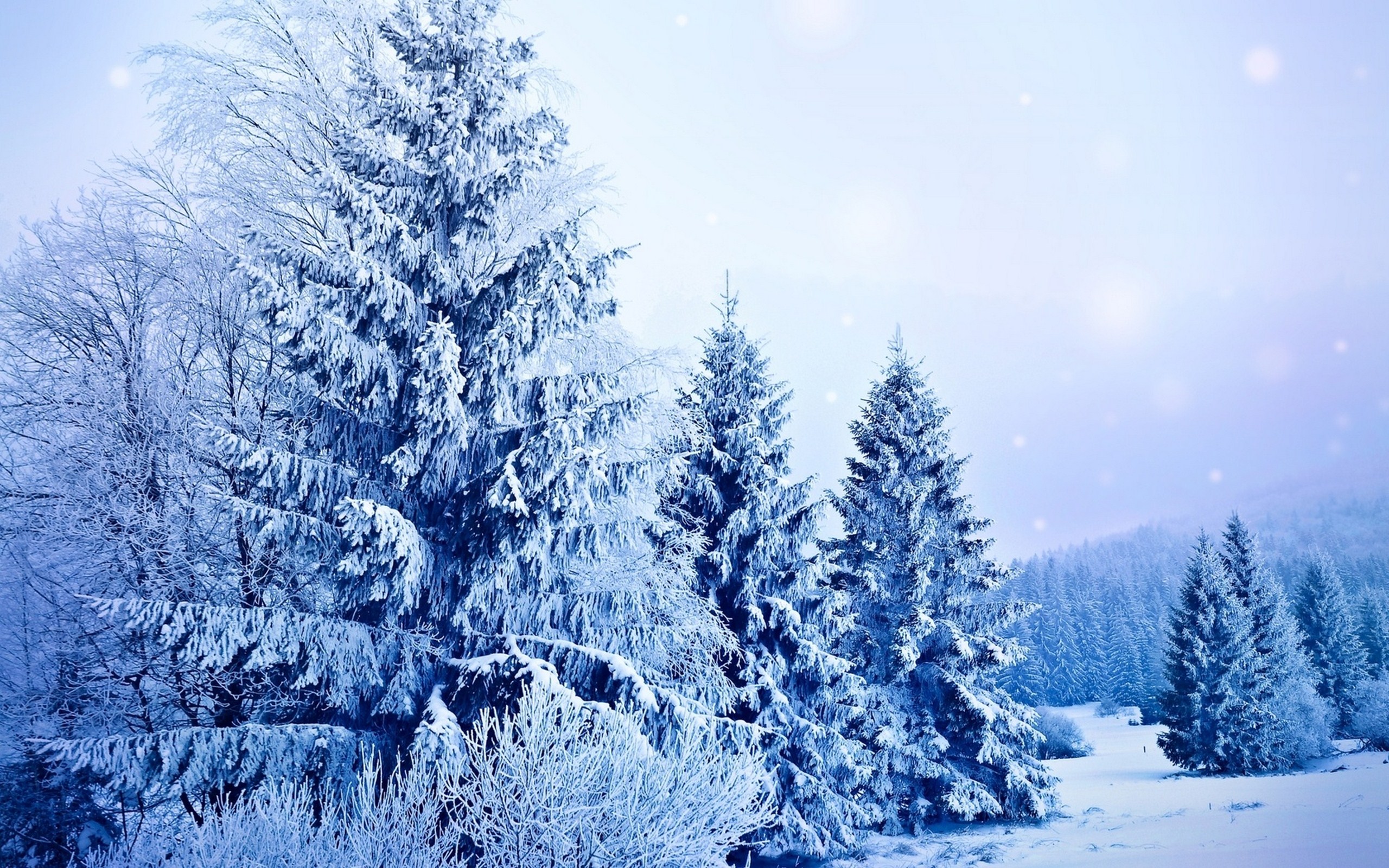 Природа, пейзаж Зима снег, деревья, мороз, ели, ёлки красивые обои рабочий стол