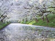 Девушка Реки, озера вишня, дерево, река, цветёт, Япония, сакура обои рабочий стол