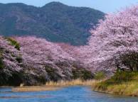 Девушка Реки, озера Япония, весна, сакура, цветение, река, сад, гора обои рабочий стол