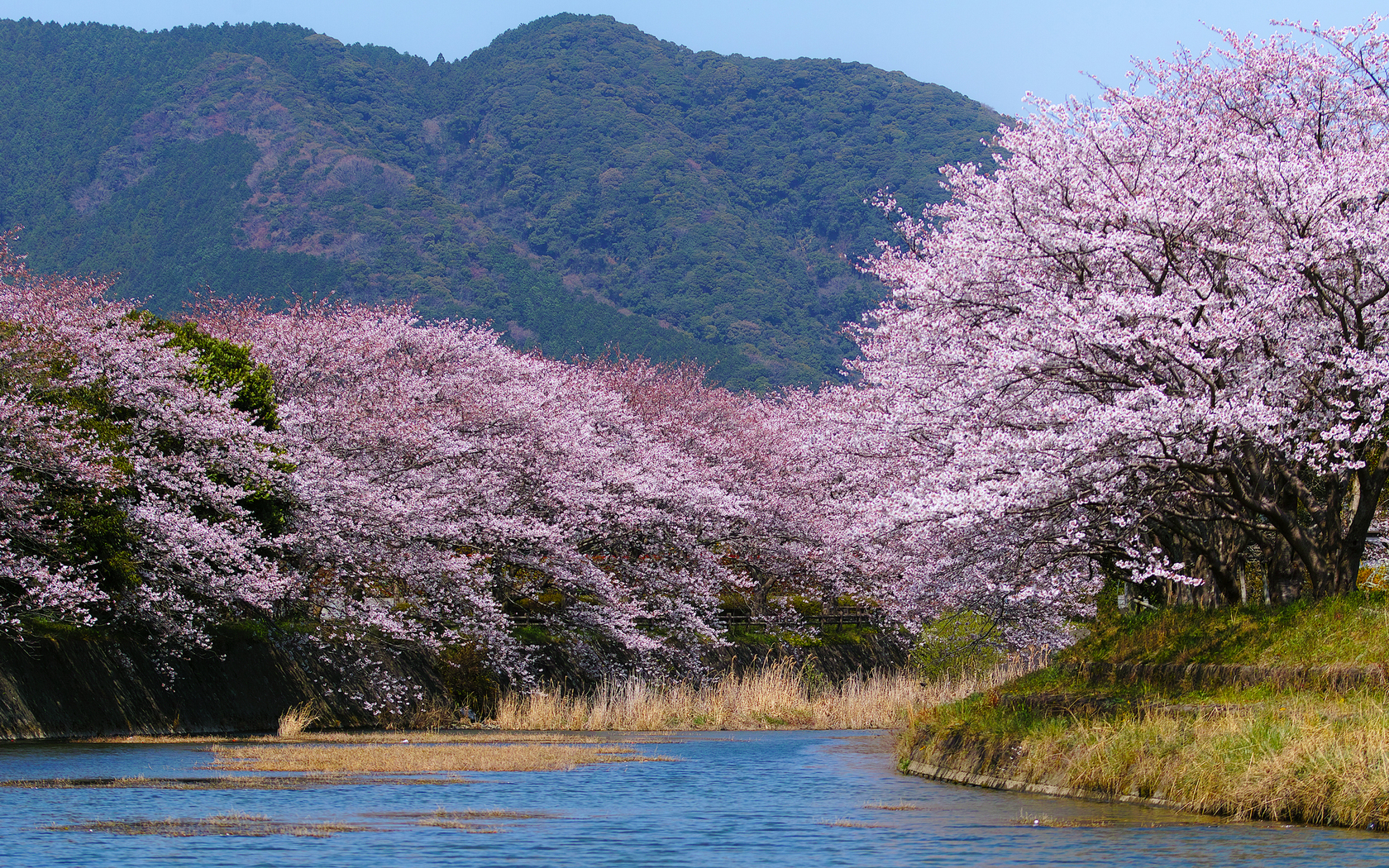 Природа, пейзаж Реки, озера Япония, весна, сакура, цветение, река, сад, гора красивые обои рабочий стол