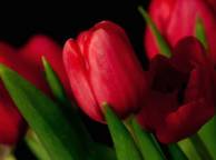 Девушка Цветы Красные тюльпаны обои рабочий стол