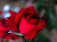 Девушка Цветы цветок, роза, красная обои рабочий стол