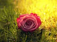 Девушка Цветы Трава, роза, лужайка, газон, цветок обои рабочий стол