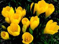 Девушка Цветы крокусы, желтые, первоцвет, весна обои рабочий стол
