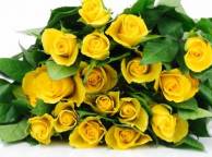 Девушка Цветы розы, желтые, букет, бутоны, листья, белый фон обои рабочий стол