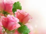 Девушка Цветы Розы, цветы, красивые обои рабочий стол