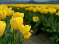 Девушка Цветы тюльпаны, поле обои рабочий стол