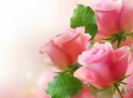 Девушка Цветы Розы, красивые обои рабочий стол