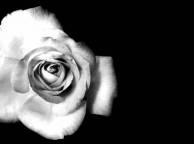 Девушка Цветы роза, цветок, черно-белый обои рабочий стол