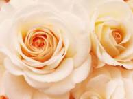 Девушка Цветы Кремовая роза обои рабочий стол