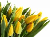 Девушка Цветы жёлтые тюльпаны, капли, листья, бутоны обои рабочий стол