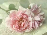 Девушка Цветы роза, розовая, капли, макро, страница, лепестки обои рабочий стол