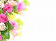 Девушка Цветы розы, розовые, белые, красивые, цветы, цветок обои рабочий стол