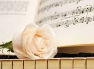 Девушка Цветы роза, белая, пианино, клавиши, ноты обои рабочий стол