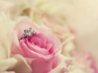 Девушка Цветы цветок, роза, кольцо, макро, розовая обои рабочий стол