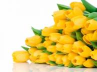 Девушка Цветы жёлтые тюльпаны, бутоны, букет обои рабочий стол