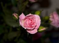 Девушка Цветы роза, цветок, настроение обои рабочий стол