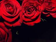 Девушка Цветы розы, алый, черный обои рабочий стол