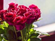Девушка Цветы розы, букет, алые, цветы обои рабочий стол