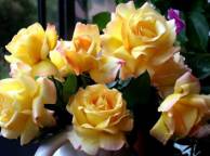 Девушка Цветы розы, жёлтые, цветы, красивые, желтые, букет обои рабочий стол