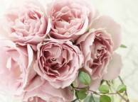 Девушка Цветы розы, букет, розовые, лепестки обои рабочий стол