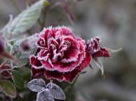 Девушка Цветы роза, цветок, красная, иней, мороз, холод, кристал обои рабочий стол