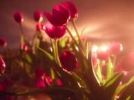 Девушка Цветы тюльпаны, свет, фон обои рабочий стол