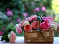 Девушка Цветы розы, корзинка, лукошко обои рабочий стол