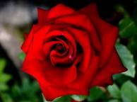Девушка Цветы роза, красивый цветок, красная роза обои рабочий стол